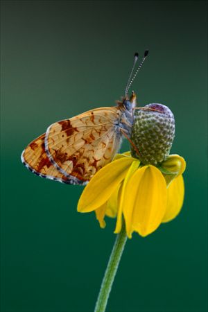 Crescent butterfly